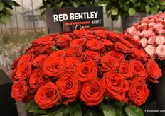 The Red Bentley from Select Breeding is being planted right now at Riftvalley Roses and will be sold in the flower auction in The Netherlands this autumn.